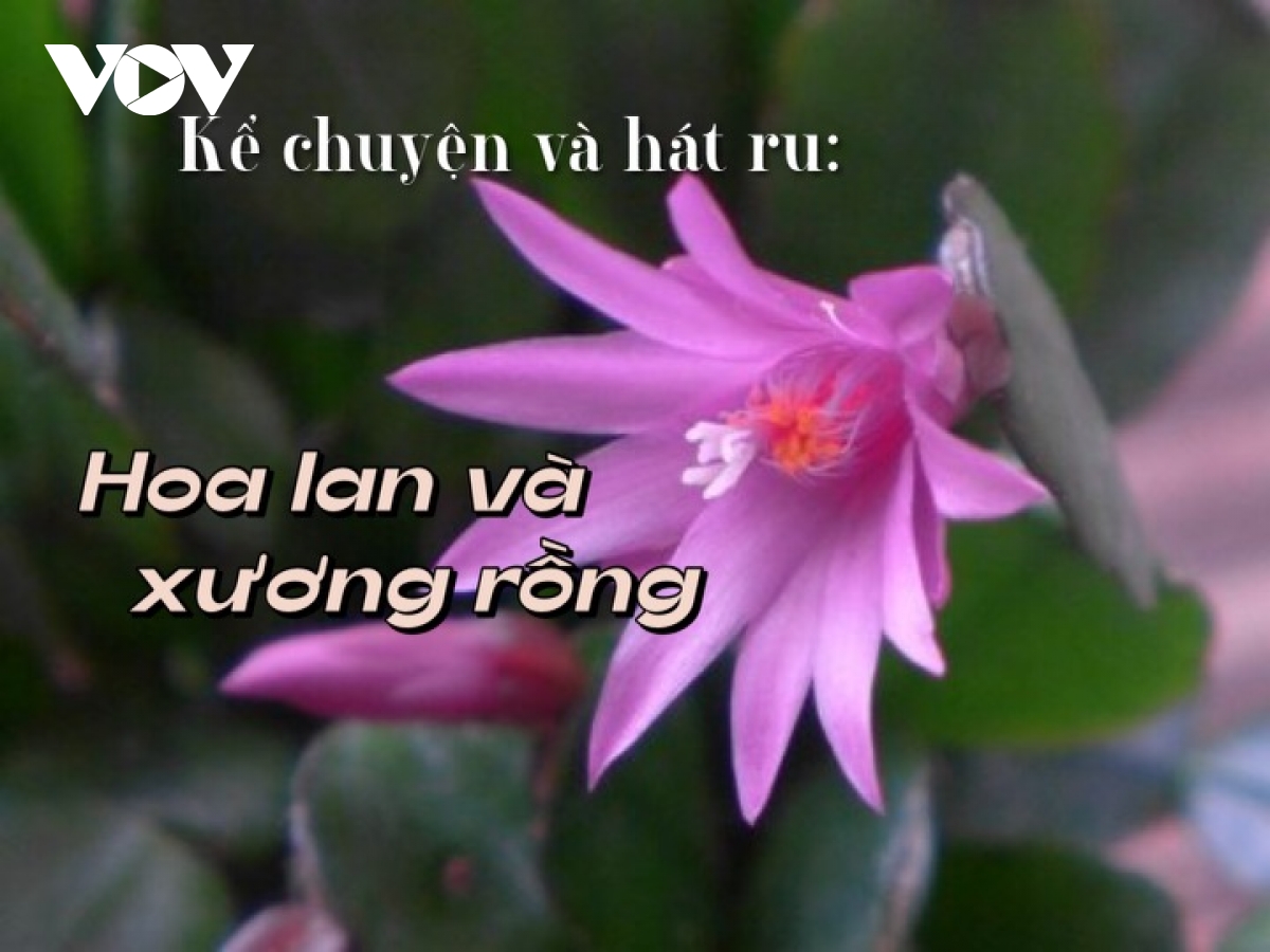 Hoa lan kiêu ngạo trong truyện "Hoa lan và xương rồng"